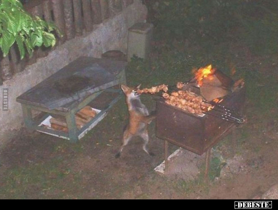  - Lustige Bilder | DEBESTE.de