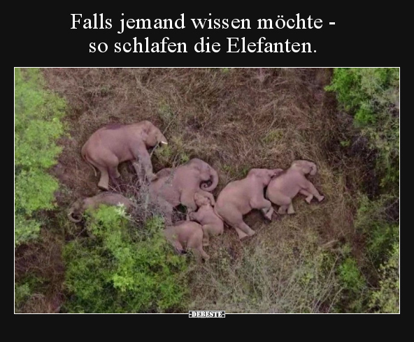 Falls jemand wissen möchte - so schlafen die.. - Lustige Bilder | DEBESTE.de