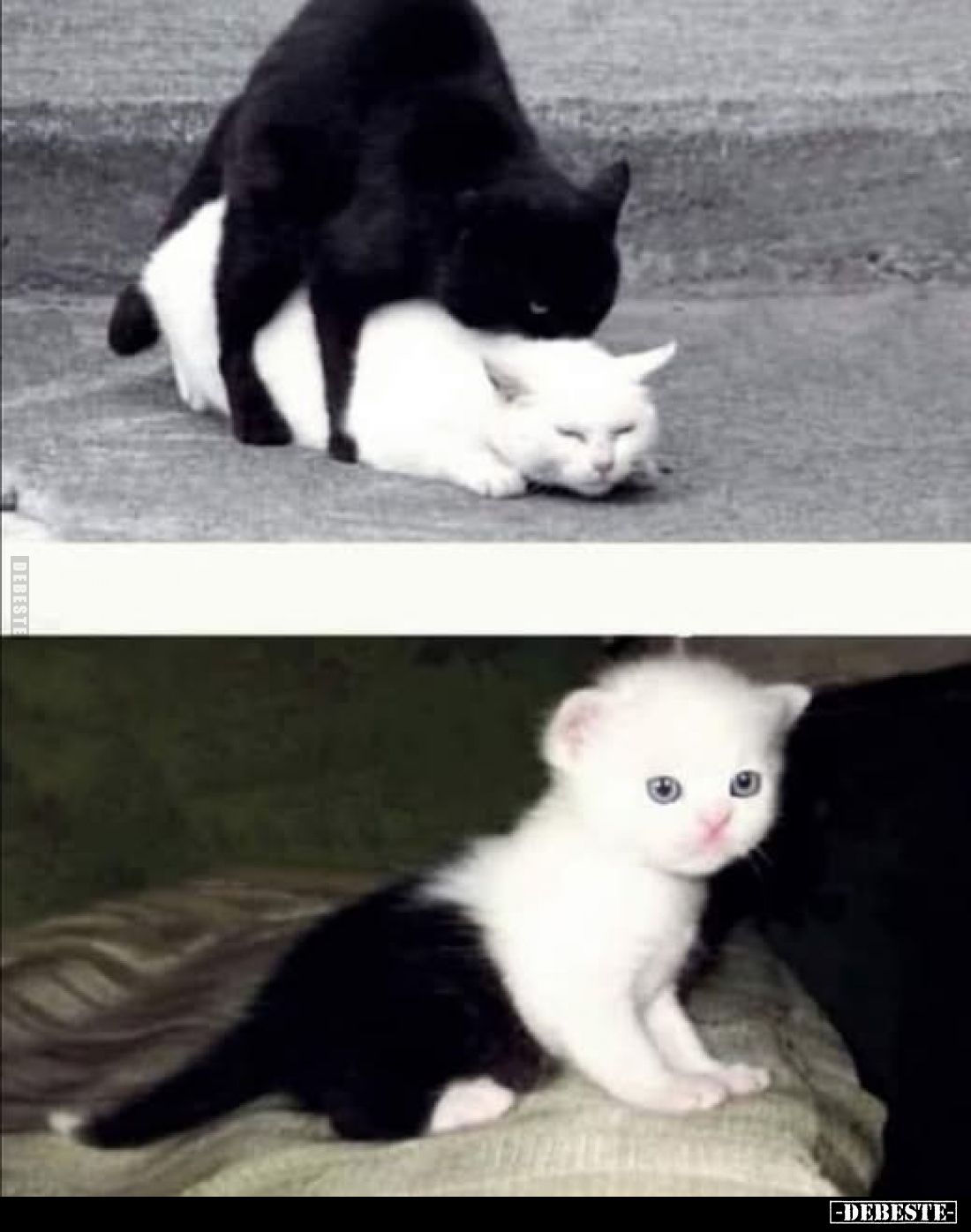  - Lustige Bilder | DEBESTE.de