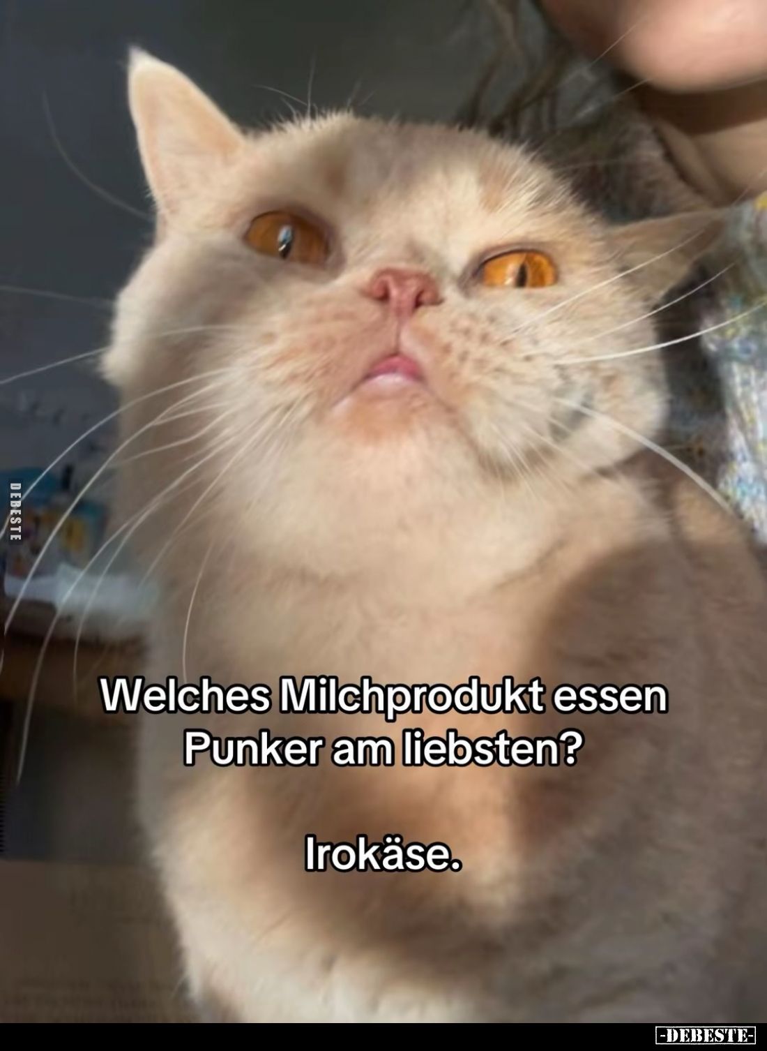 Welches Milchprodukt essen Punker am liebsten? -
Irokäse.