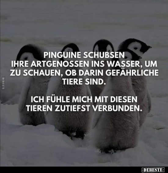 Pinguine schubsen ihre Artgenossen ins Wasser.. - Lustige Bilder | DEBESTE.de