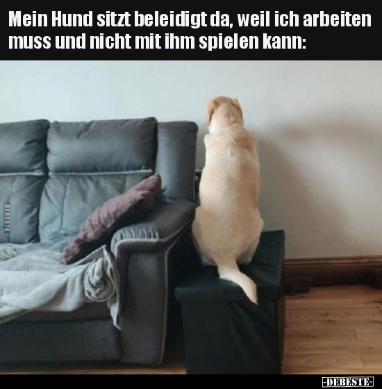 Mein Hund sitzt beleidigt da, weil ich arbeiten muss und.. - Lustige Bilder | DEBESTE.de