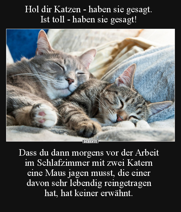 Hol dir Katzen - haben sie gesagt.. - Lustige Bilder | DEBESTE.de