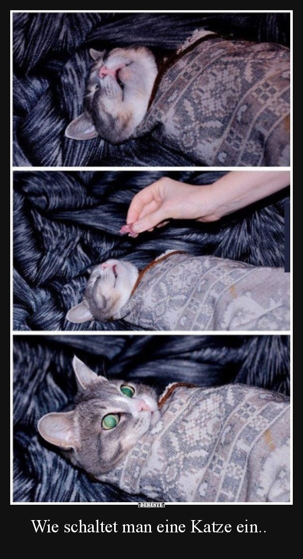 Wie schaltet man eine Katze ein..