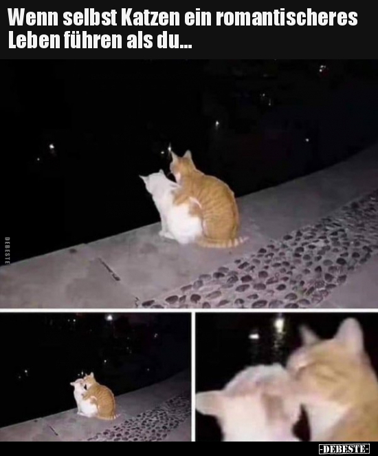 Wenn selbst Katzen ein romantischeres Leben führen als.. - Lustige Bilder | DEBESTE.de