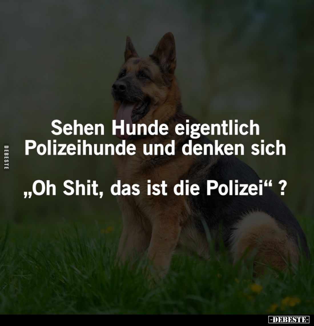 Sehen Hunde eigentlich Polizeihunde und denken sich
"Oh Shit, das ist die Polizei?"