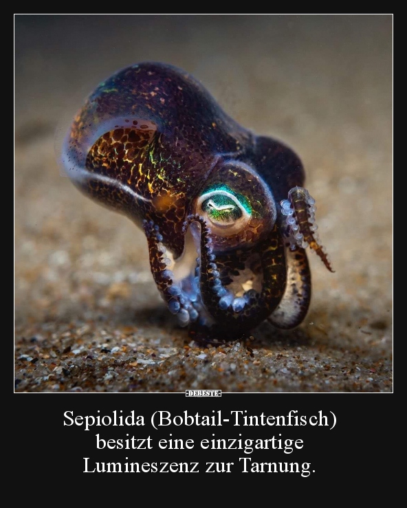 Sepiolida (Bobtail-Tintenfisch) besitzt eine einzigartige.. - Lustige Bilder | DEBESTE.de