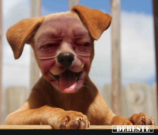  - Lustige Bilder | DEBESTE.de