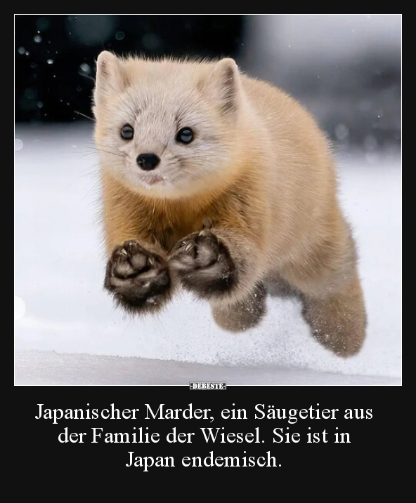 Japanischer Marder, ein Säugetier aus der Familie der.. - Lustige Bilder | DEBESTE.de