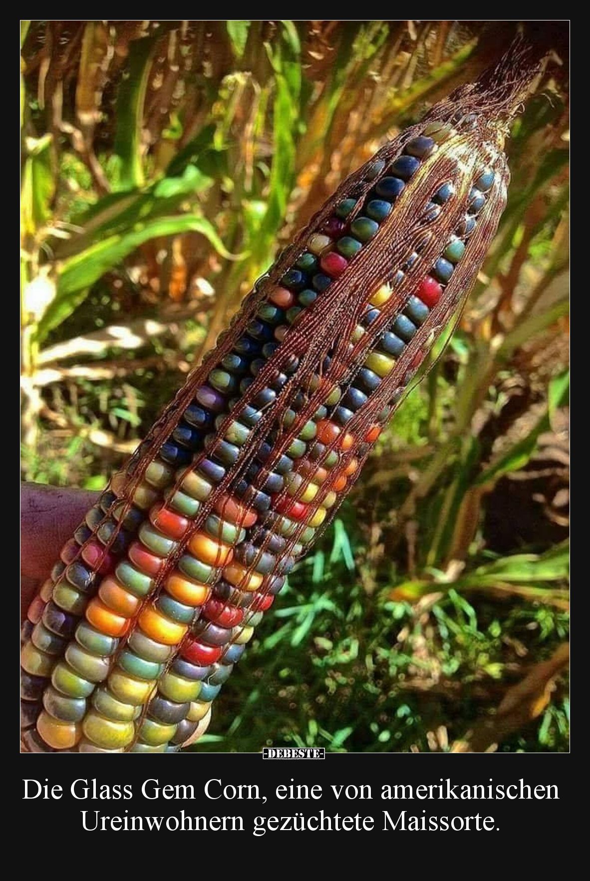 Die Glass Gem Corn, eine von amerikanischen Ureinwohnern.. - Lustige Bilder | DEBESTE.de