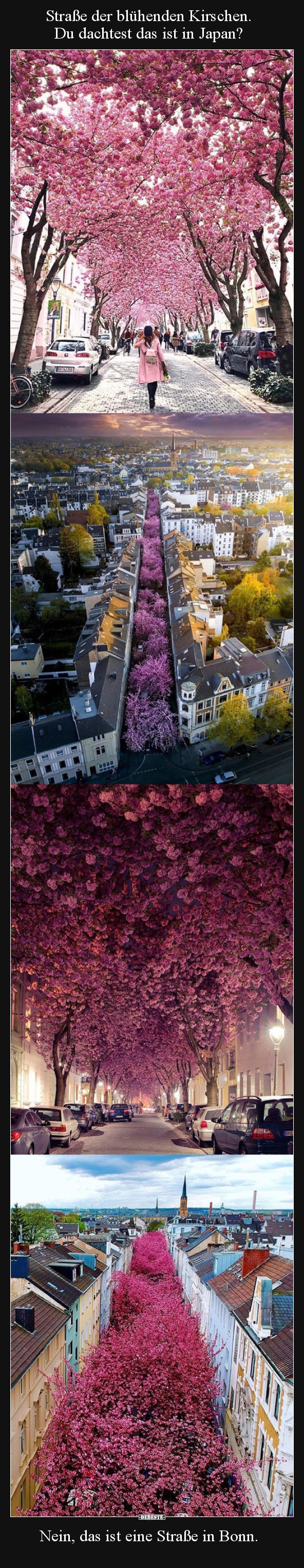 Straße der blühenden Kirschen.. - Lustige Bilder | DEBESTE.de