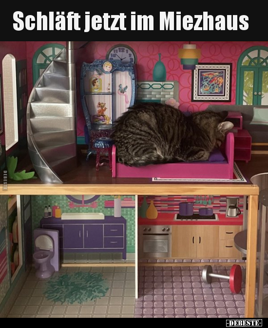 Schläft jetzt im Miezhaus