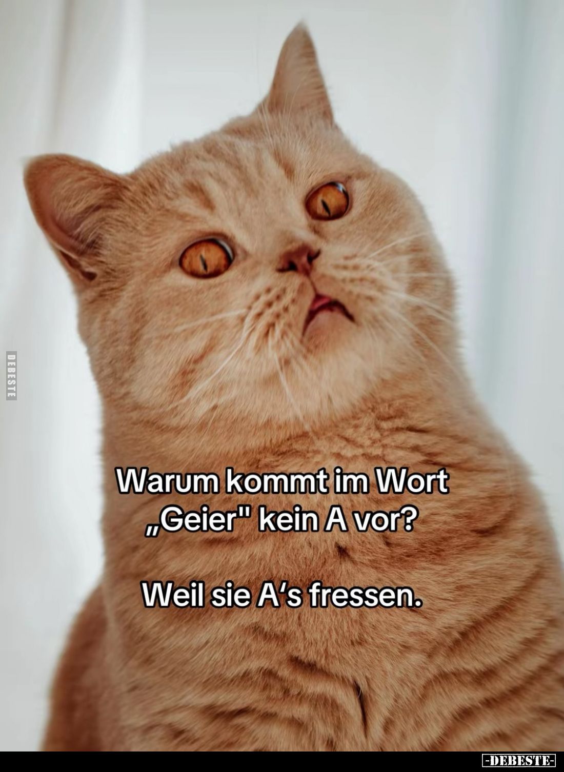 Warum kommt im Wort "Geier" kein A vor? -
Weil sie A's fressen.