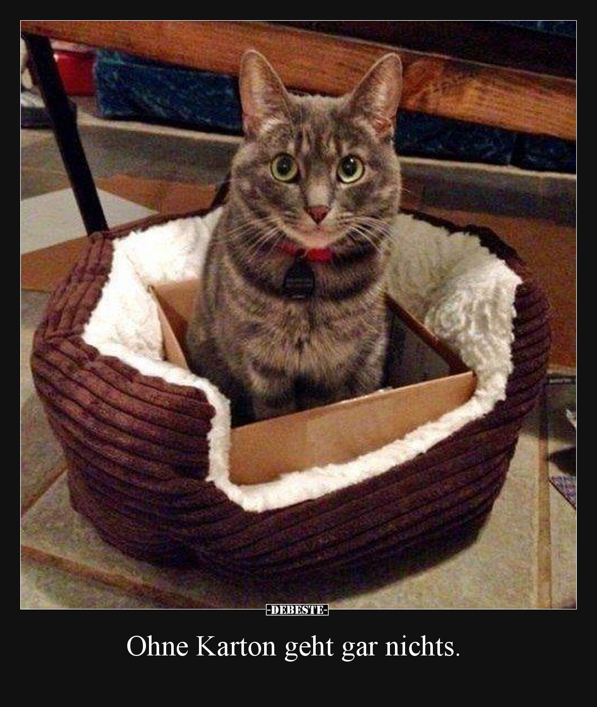 Ohne Karton geht gar nichts... - Lustige Bilder | DEBESTE.de