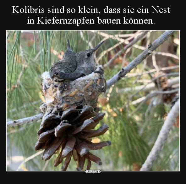 Kolibris sind so klein, dass sie ein Nest in Kiefernzapfen.. - Lustige Bilder | DEBESTE.de