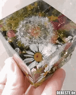 Pusteblume mit der Pusteblume..