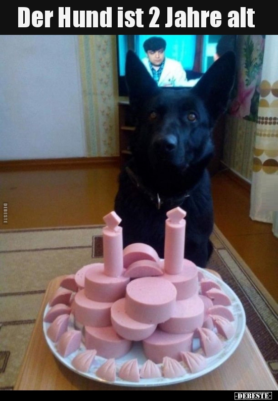Der Hund ist 2 Jahre alt..