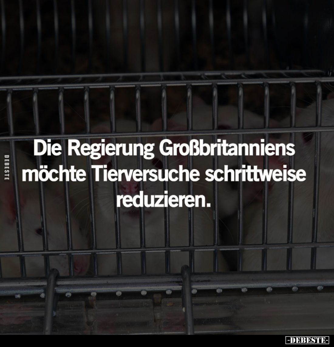 Die Regierung Großbritanniens möchte Tierversuche.. - Lustige Bilder | DEBESTE.de