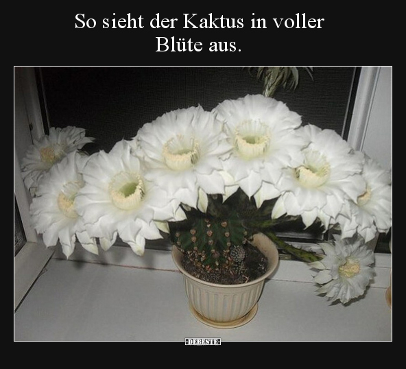 So sieht der Kaktus in voller Blüte aus.