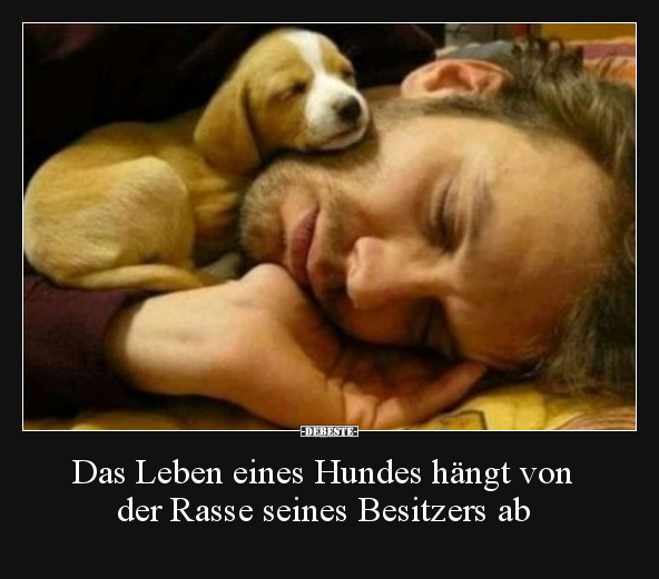 Das Leben eines Hundes hängt von der Rasse seines.. - Lustige Bilder | DEBESTE.de