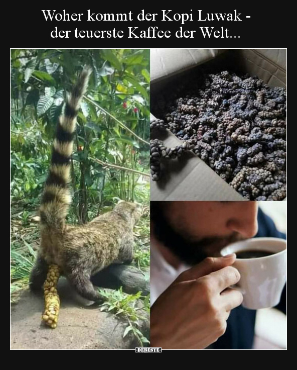 Woher kommt der Kopi Luwak - der teuerste Kaffee der.. - Lustige Bilder | DEBESTE.de