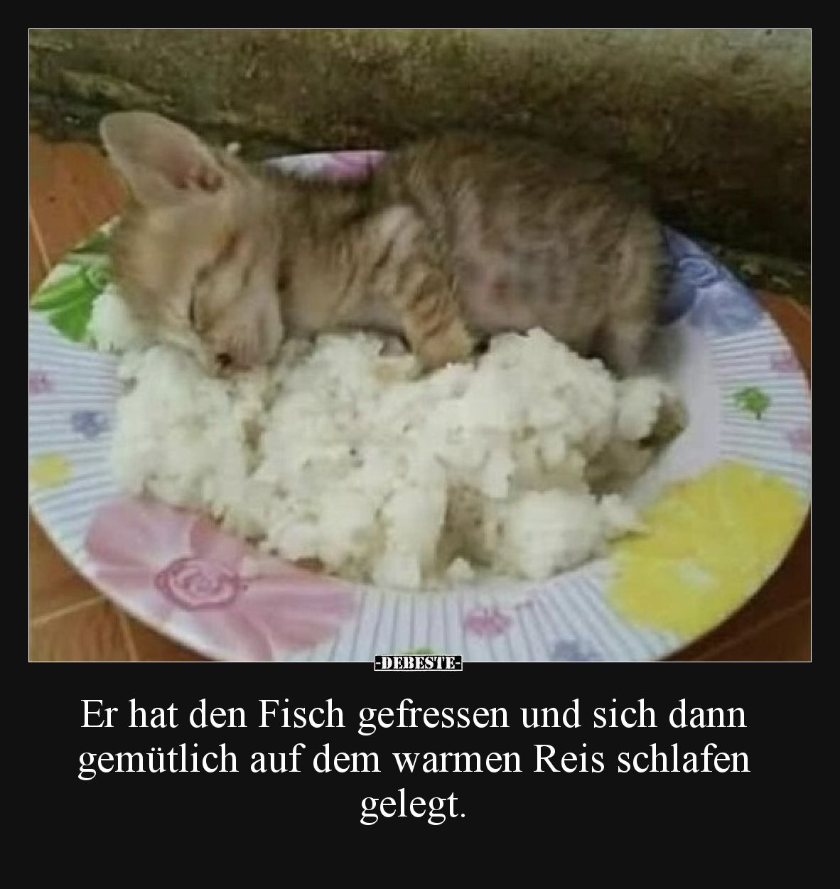 Er hat den Fisch gefressen und sich dann gemütlich auf dem warmen Reis schlafen gelegt.