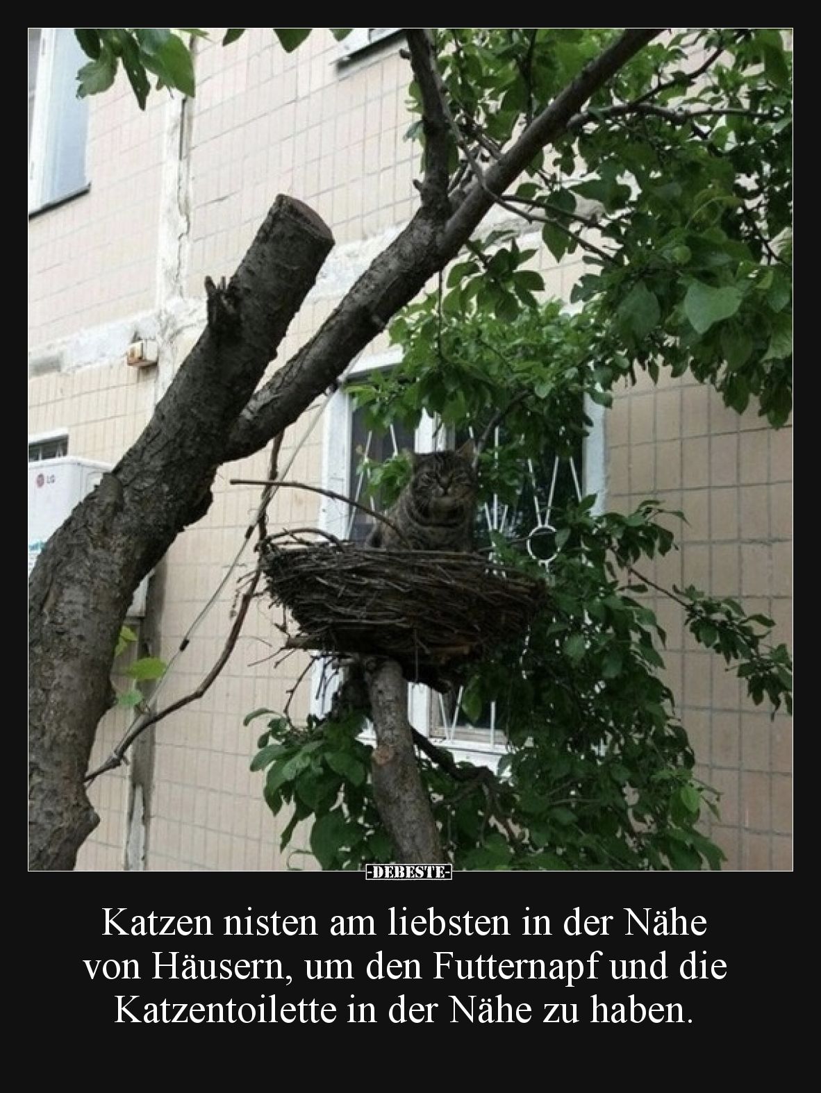 Katzen nisten am liebsten in der Nähe von Häusern, um den Futternapf und die Katzentoilette in der Nähe zu haben.