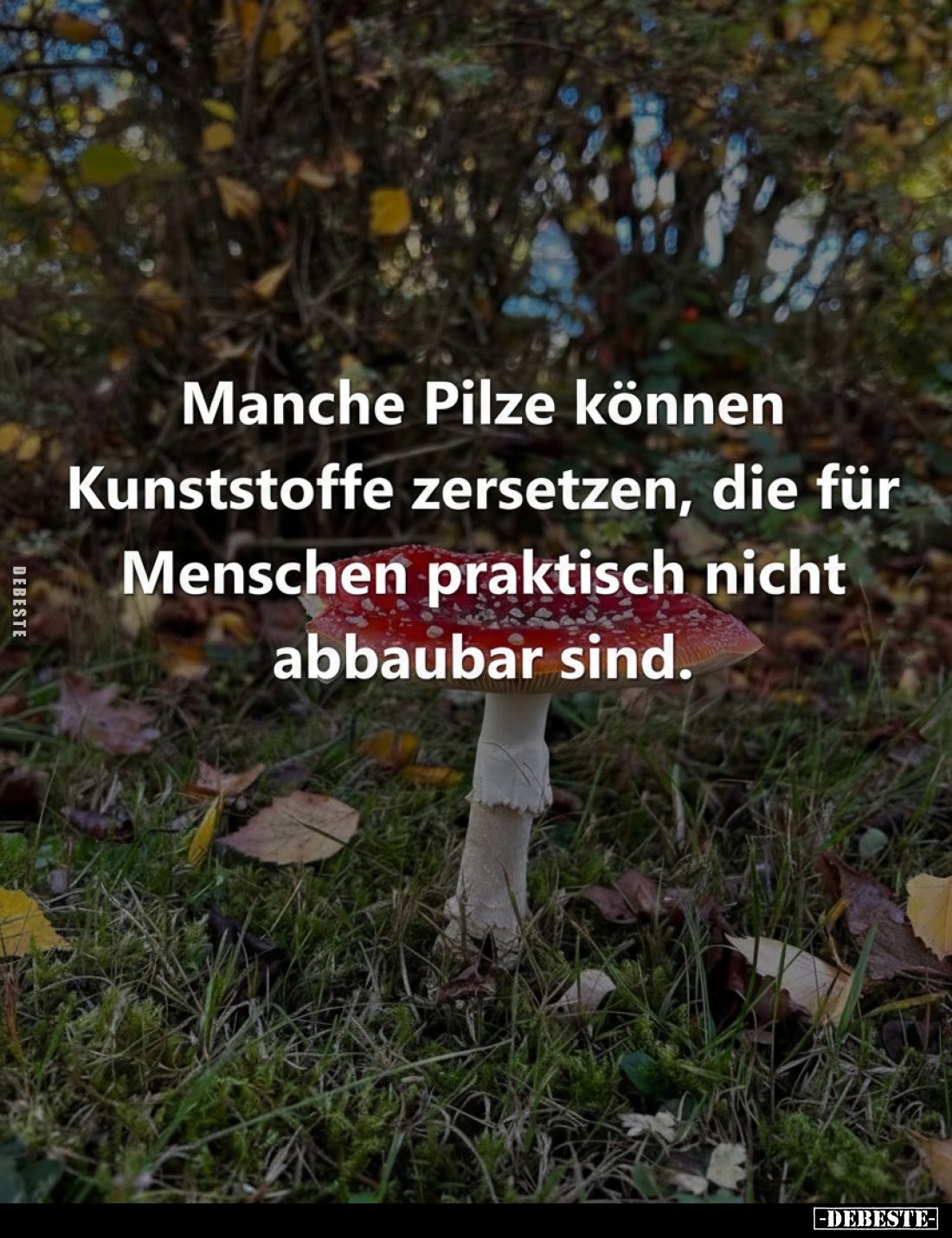 Manche Pilze können Kunststoffe zersetzen, die für Menschen praktisch nicht abbaubar sind.
