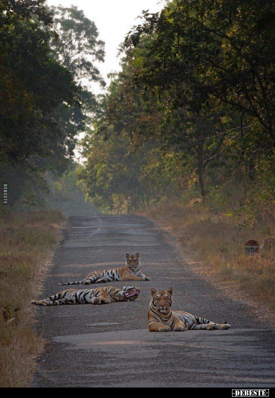  - Lustige Bilder | DEBESTE.de