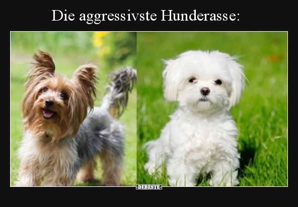 Die aggressivste Hunderasse.. - Lustige Bilder | DEBESTE.de