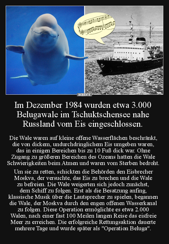 Im Dezember 1984 wurden etwa 3.000 Belugawale.. - Lustige Bilder | DEBESTE.de