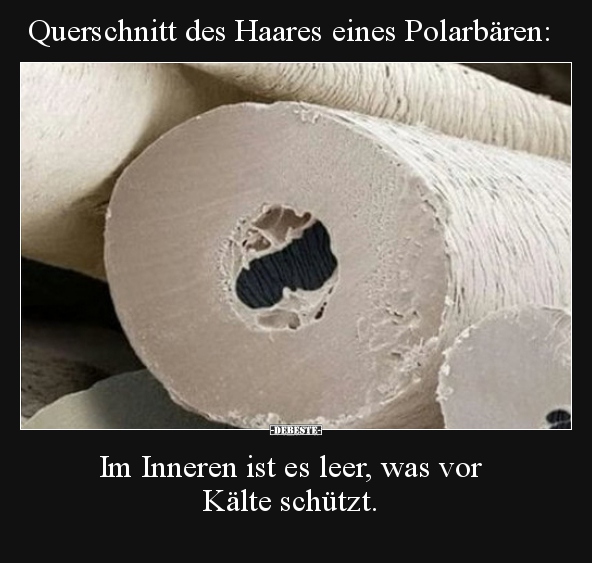 Querschnitt des Haares eines Polarbären: - Lustige Bilder | DEBESTE.de