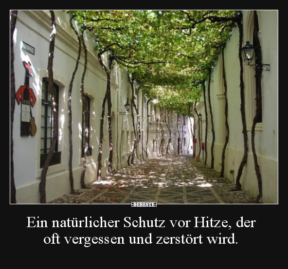 Ein natürlicher Schutz vor Hitze, der oft vergessen und.. - Lustige Bilder | DEBESTE.de