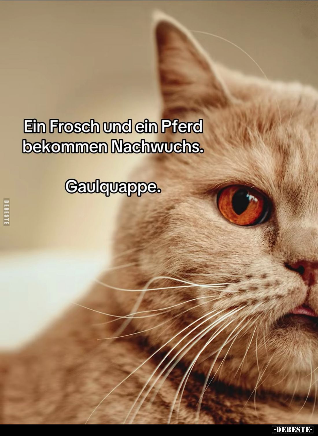 Ein Frosch und ein Pferd bekommen Nachwuchs.
Gaulquappe.