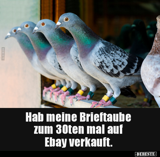 Hab meine Brieftaube zum 30ten mal auf Ebay.. - Lustige Bilder | DEBESTE.de