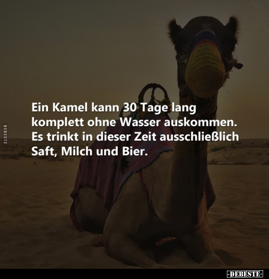 Ein Kamel kann 30 Tage lang komplett ohne Wasser auskommen.. - Lustige Bilder | DEBESTE.de