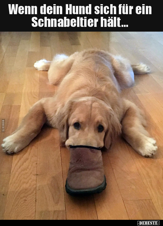 Wenn dein Hund sich für ein Schnabeltier hält...