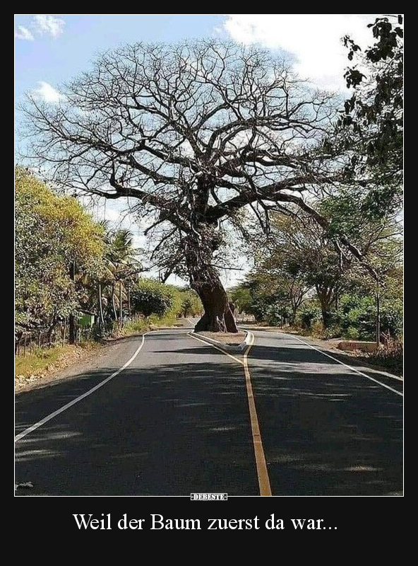 Weil der Baum zuerst da war...