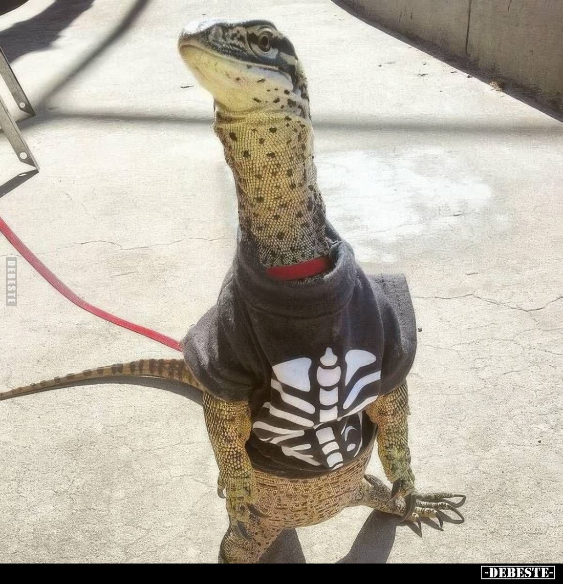  - Lustige Bilder | DEBESTE.de