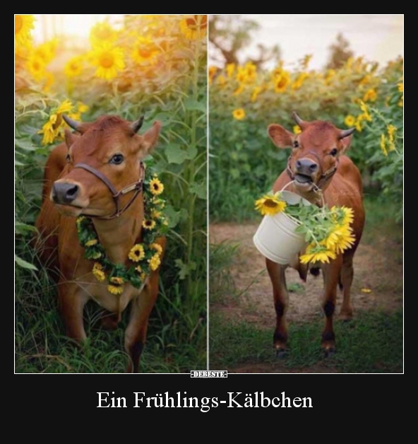 Ein Frühlings-Kälbchen.. - Lustige Bilder | DEBESTE.de