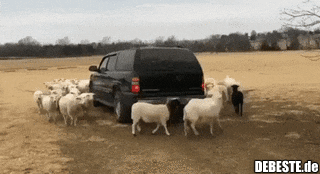 Sheepnado