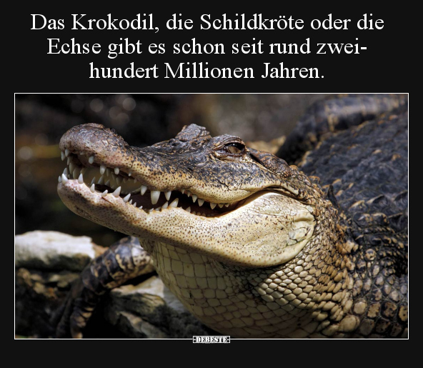 Das Krokodil, die Schildkröte oder die Echse gibt es schon.. - Lustige Bilder | DEBESTE.de