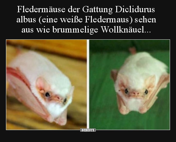 Fledermäuse der Gattung Diclidurus albus (eine weiße.. - Lustige Bilder | DEBESTE.de