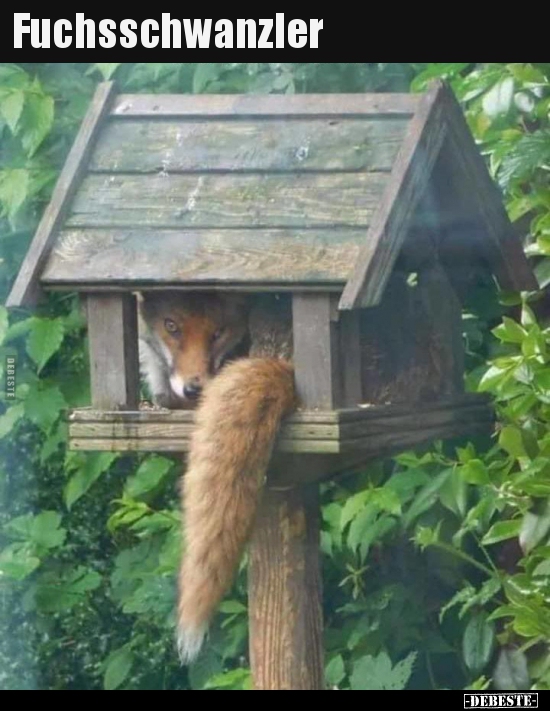 Fuchsschwanzler..