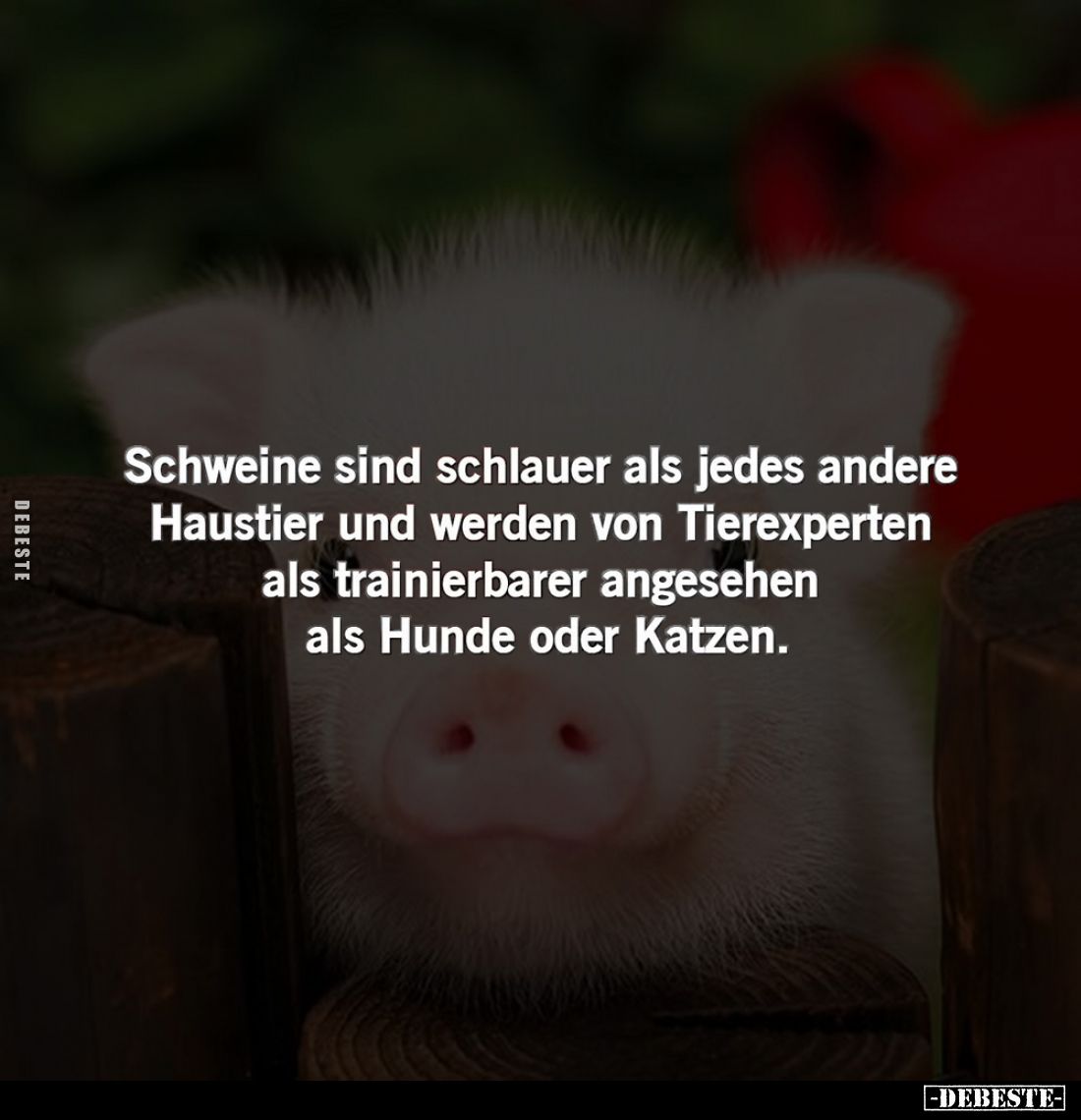Schweine sind schlauer als jedes andere Haustier und werden von Tierexperten als trainierbarer angesehen als Hunde oder Katze...