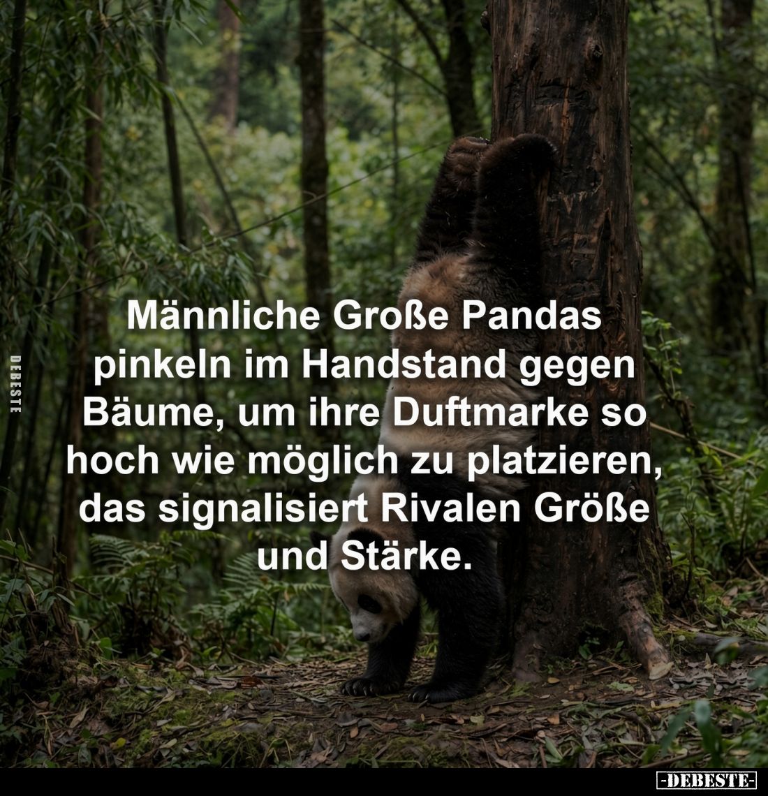 Männliche Große Pandas pinkeln im Handstand gegen Bäume, um ihre Duftmarke so hoch wie möglich zu platzieren, das signalisier...