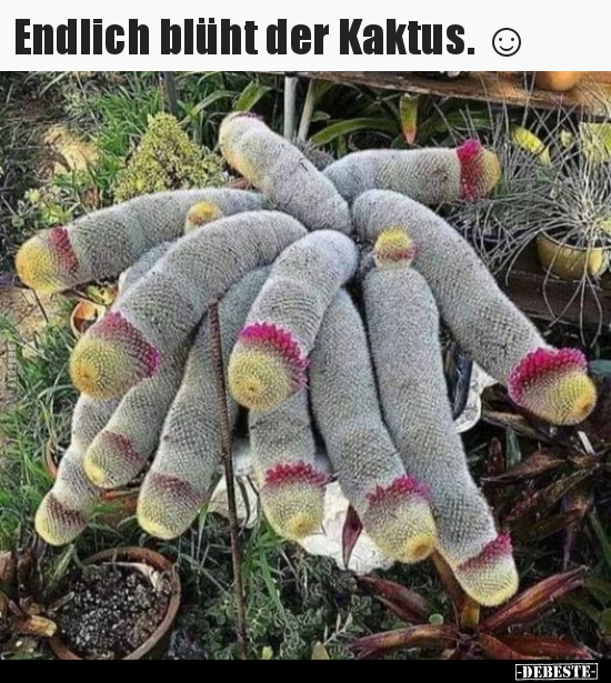 Endlich blüht der Kaktus. ☺..
