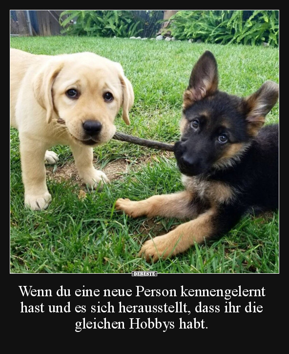 Hunde, Hobby