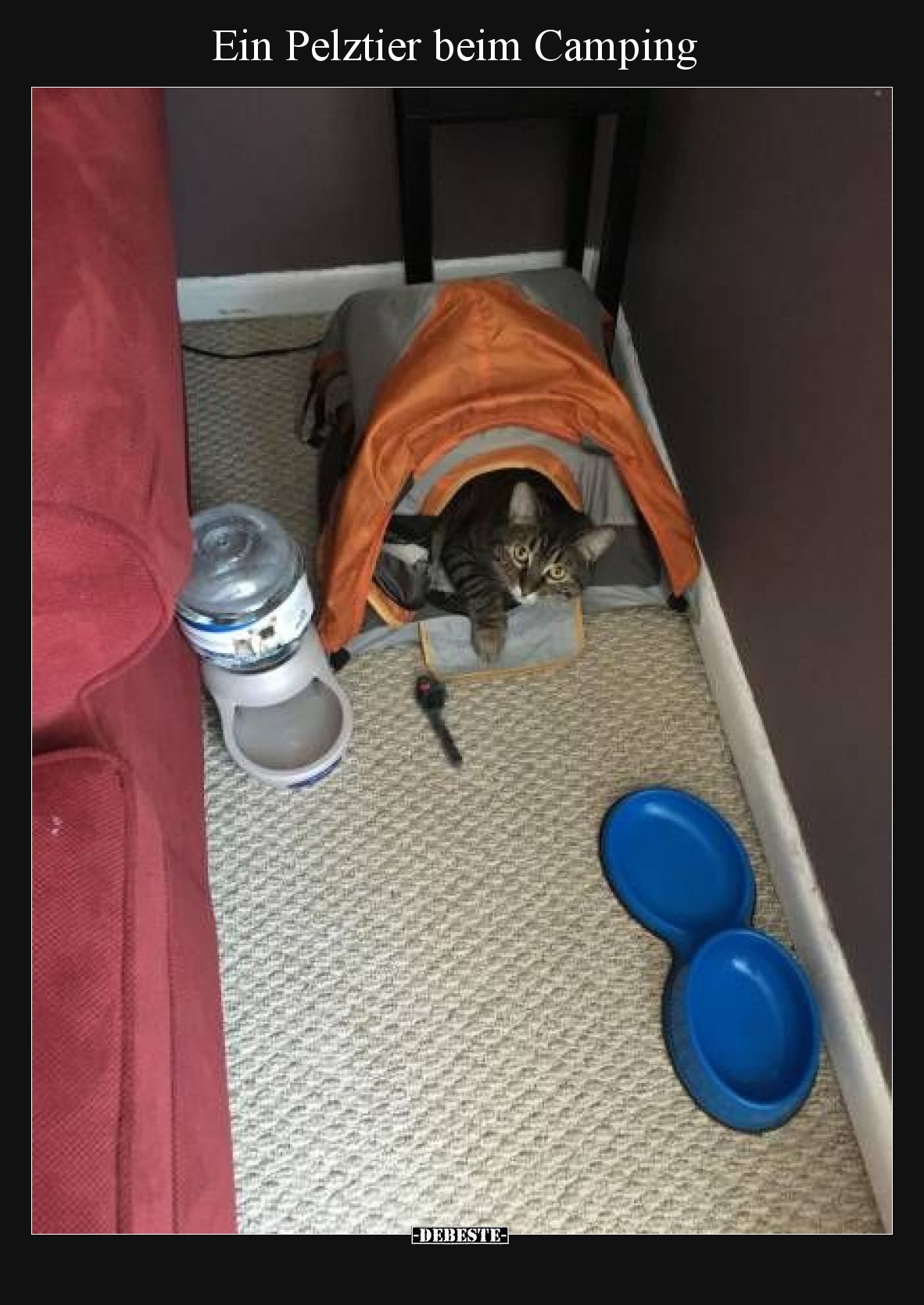 Ein Pelztier beim Camping