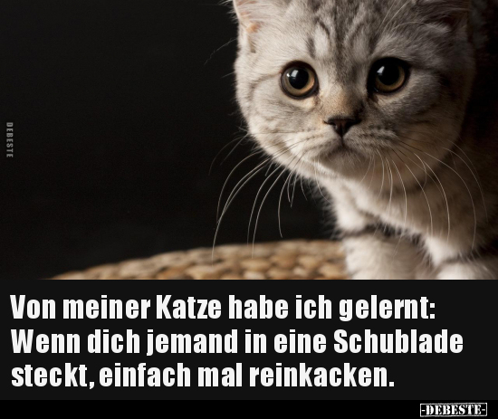 Von meiner Katze habe ich gelernt.. - Lustige Bilder | DEBESTE.de